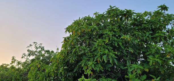 istock two men standing next to trees with bananas hanging off the branches 1776642997