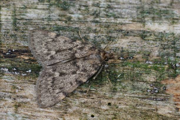 istock Closeup on a large tabby or grease moth, Aglossa pinguinalis sitting wood 1776644145