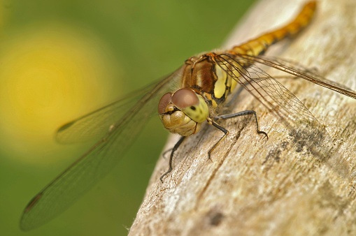 Close-up of a four-spotted chaser, Libellula quadrimaculata, or four-spotted skimmer dragonfly resting in sunlight on green reeds. cool concept