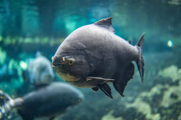 fish swimming in the water