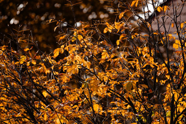 Close-up of autumn colored chestnut tree leaves