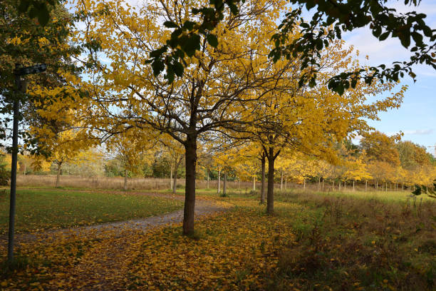 istock Mulberry trees in a Berlin park when the weather is nice, Germany 1776656142