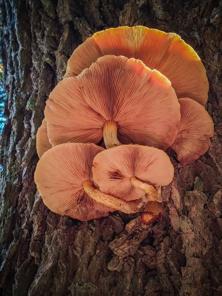 istock Gymnopilus mushrooms 1776659678
