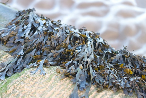 Close up of wild seaweed