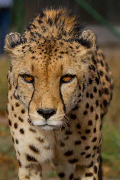 Cheetah running composite image, John M Lund