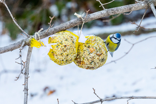 Titmouse on a branch