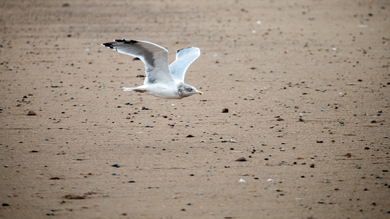 Close Up Portrait of a Seagull flying on the Beach