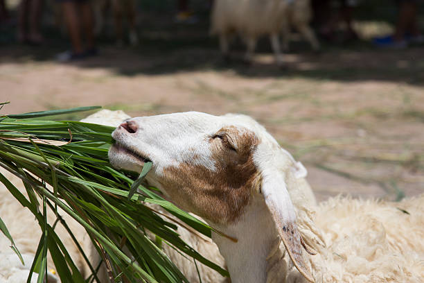 foto de cabeça de ovinos comendo comida - lamb softness fur wool - fotografias e filmes do acervo