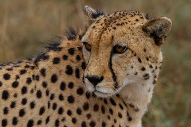 istock Cheetahs of Africa 1776674829