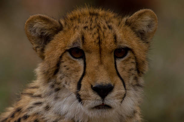 istock Cheetahs of Africa 1776677816