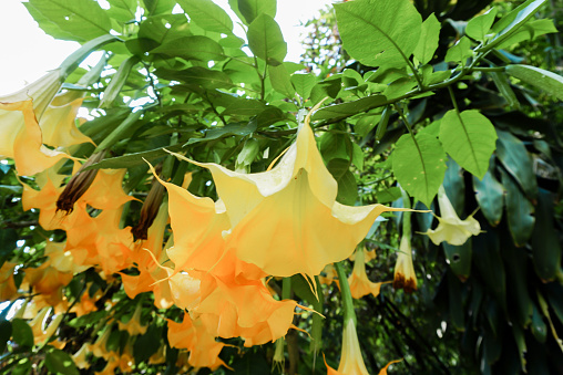 Brugmansia suaveolens, Brazil's white angel trumpet, also known as angel's tears and snowy angel's trumpet. This is a species of flowering plant in the nightshade family Solanaceae. Closeup yellow, white angel trumpet flowers.