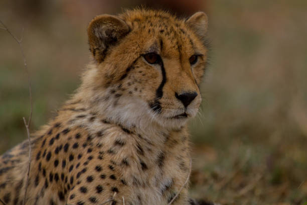 istock Cheetahs of Africa 1776680126
