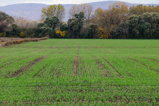 Sowing from the winter wheat