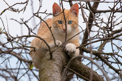 Cute ginger kitten camouflaged above a tree