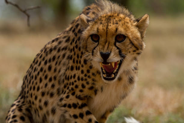 istock Cheetahs of Africa 1776696534