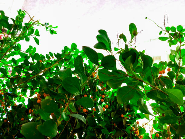 Natural green tree leaves background.