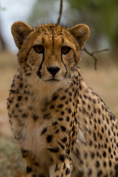istock Cheetahs of Africa 1776698666