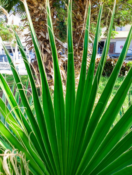 istock Natural green palm tree leaf. Natural green plam tree leaves background 1776700321