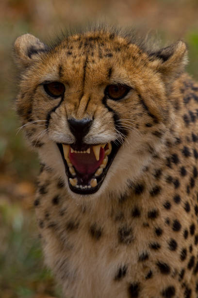 istock Cheetahs of Africa 1776703190