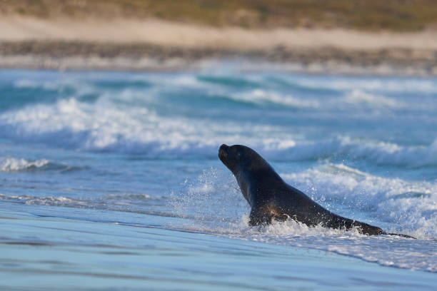 istock Sea Lion hinting penguins 1776705378