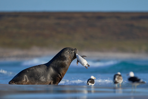 Large male Southern Sea Lion (Otaria flavescens) carrying a freshly caught Magellanic penguin (Spheniscus magellanicus) in its mouth, returning to the sea on the coast of Falkland Islands.