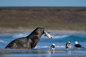 Sea Lion catching penguin