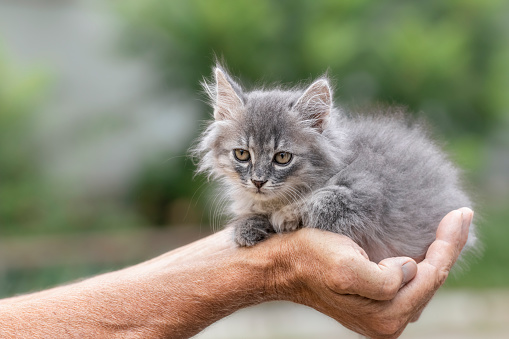 Cute little kitten sitting on the palm of a man.A man holds a small defenseless kitten in his palms. Pet care concept.