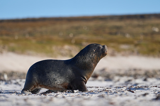 Large male Southern Sea Lion (Otaria flavescens) hunting penguins on the coast of Falkland Islands.