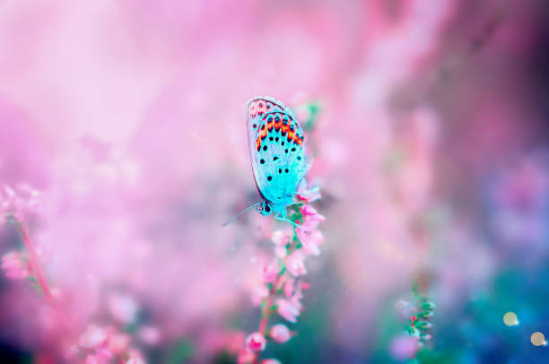 istock butterfly sitting on a heather flower 1776710349