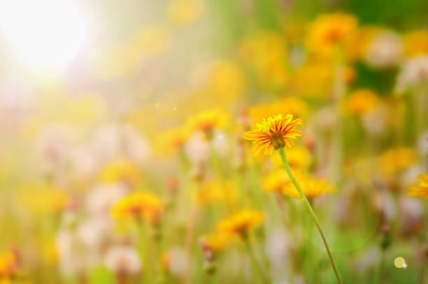 istock dandelion fild in the sun 1776710862