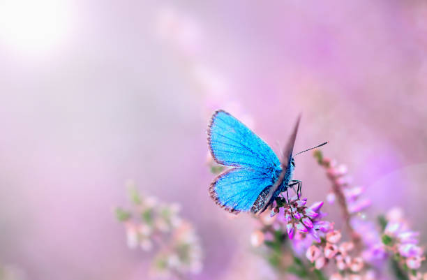 Heather. Butterfly on a bush of wild heather under the evening sun