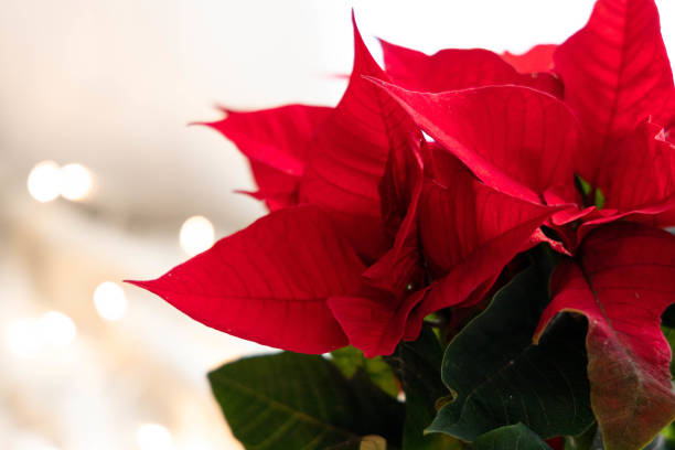 istock Symbol of christmas 1776713678