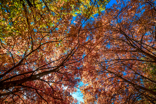 Umbria, Italia: Bottom view of forest trees in autumn