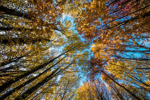 Umbria, Italia: View of trees from below in autumn