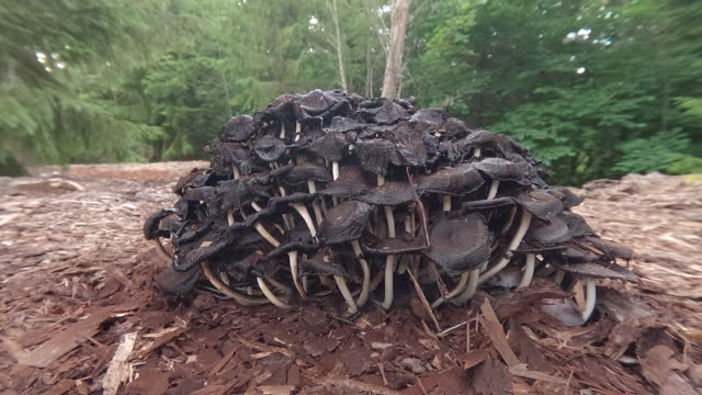 Lots of small ants crawling on the black mushroom in Estonia