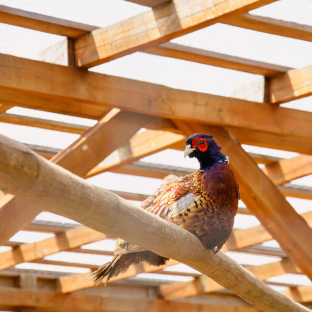 Beautiful quail on a bird farm in a cage