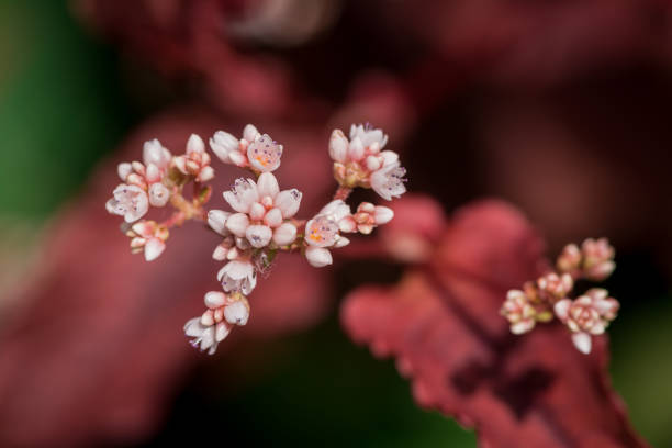 istock Achillea millefolium flowers on a blurred background 1776723640