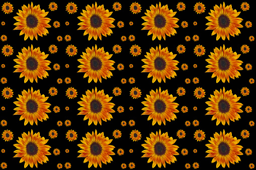 Sunflowers pattern, table top view group of sunflowers on the pastel colored background