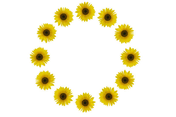 istock Yellow red sunflowers isolated on background 1776725745