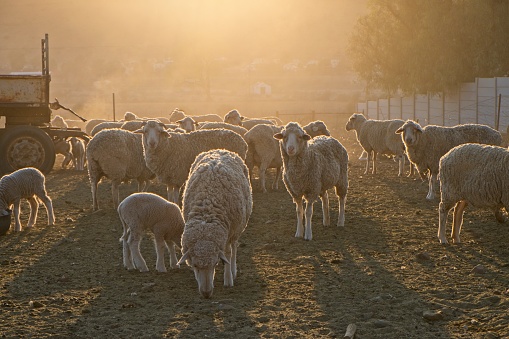 Sheep at sunrise against the golden sunlight in a farmyard in the Karoo, south Africa