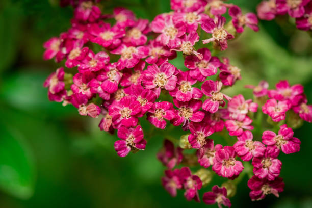 istock Achillea millefolium flowers on a blurred background 1776729132