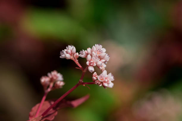 istock Achillea millefolium flowers on a blurred background 1776730211