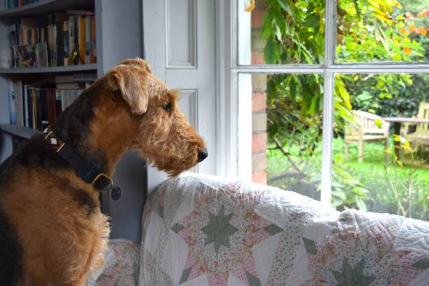 istock Airedale terrier dog at home. 1776733425
