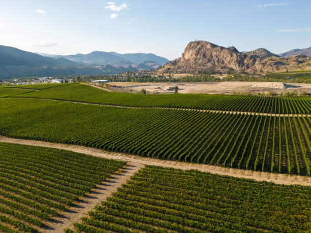 istock Okanagan Valley Winery Vineyard British Columbia 1776733426