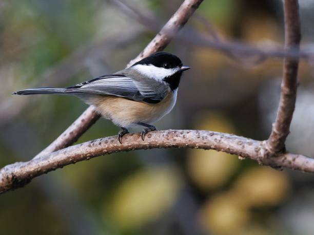 istock a little bird is perched on a branch outside in the day 1776734527