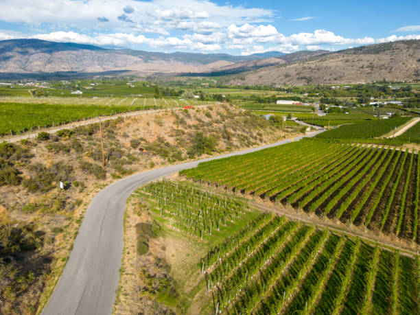 istock Okanagan Valley Winery Vineyard British Columbia 1776738431