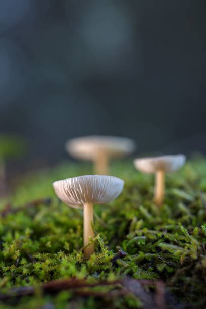 istock several mushrooms growing on the ground covered in green moss on a hot day 1776741280