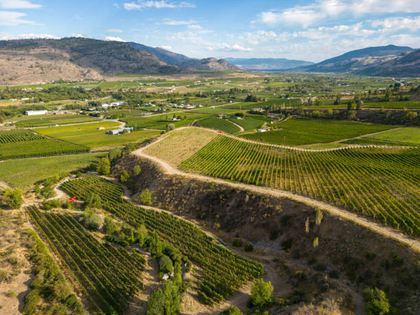istock Okanagan Valley Winery Vineyard British Columbia 1776742103