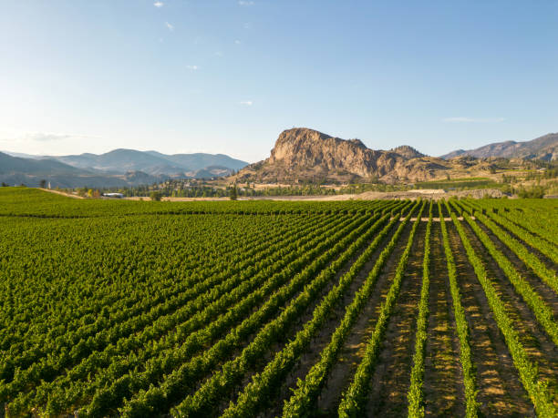 istock Okanagan Valley Winery Vineyard British Columbia 1776742120