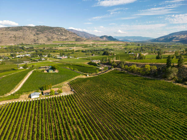 istock Okanagan Valley Winery Vineyard British Columbia 1776742653